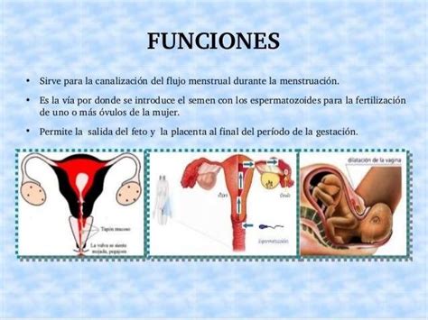 bajina|La vagina: anatomía y función de este órgano vital en la ...